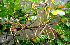  ( - BioBot00514)  @11 [ ] CreativeCommons - Attribution Non-Commercial Share-Alike (2010) Daniel H. Janzen Guanacaste Dry Forest Conservation Fund