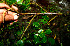  ( - BioBot00514)  @11 [ ] CreativeCommons - Attribution Non-Commercial Share-Alike (2010) Daniel H. Janzen Guanacaste Dry Forest Conservation Fund