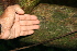  ( - BioBot00515)  @11 [ ] CreativeCommons - Attribution Non-Commercial Share-Alike (2010) Daniel H. Janzen Guanacaste Dry Forest Conservation Fund