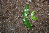  ( - BioBot00515)  @11 [ ] CreativeCommons - Attribution Non-Commercial Share-Alike (2010) Daniel H. Janzen Guanacaste Dry Forest Conservation Fund