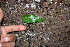  ( - BioBot00515)  @11 [ ] CreativeCommons - Attribution Non-Commercial Share-Alike (2010) Daniel H. Janzen Guanacaste Dry Forest Conservation Fund