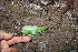  ( - BioBot00515)  @11 [ ] CreativeCommons - Attribution Non-Commercial Share-Alike (2010) Daniel H. Janzen Guanacaste Dry Forest Conservation Fund