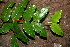  ( - BioBot00515)  @11 [ ] CreativeCommons - Attribution Non-Commercial Share-Alike (2010) Daniel H. Janzen Guanacaste Dry Forest Conservation Fund