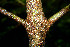  ( - BioBot00516)  @11 [ ] CreativeCommons - Attribution Non-Commercial Share-Alike (2010) Daniel H. Janzen Guanacaste Dry Forest Conservation Fund