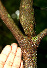  ( - BioBot00516)  @11 [ ] CreativeCommons - Attribution Non-Commercial Share-Alike (2010) Daniel H. Janzen Guanacaste Dry Forest Conservation Fund