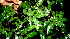  ( - BioBot00516)  @11 [ ] CreativeCommons - Attribution Non-Commercial Share-Alike (2010) Daniel H. Janzen Guanacaste Dry Forest Conservation Fund