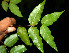  ( - BioBot00516)  @11 [ ] CreativeCommons - Attribution Non-Commercial Share-Alike (2010) Daniel H. Janzen Guanacaste Dry Forest Conservation Fund