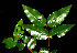  ( - BioBot00516)  @11 [ ] CreativeCommons - Attribution Non-Commercial Share-Alike (2010) Daniel H. Janzen Guanacaste Dry Forest Conservation Fund