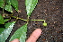  ( - BioBot00521)  @11 [ ] CreativeCommons - Attribution Non-Commercial Share-Alike (2010) Daniel H. Janzen Guanacaste Dry Forest Conservation Fund