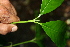  ( - BioBot00521)  @11 [ ] CreativeCommons - Attribution Non-Commercial Share-Alike (2010) Daniel H. Janzen Guanacaste Dry Forest Conservation Fund