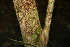  ( - BioBot00522)  @11 [ ] CreativeCommons - Attribution Non-Commercial Share-Alike (2010) Daniel H. Janzen Guanacaste Dry Forest Conservation Fund
