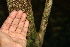  ( - BioBot00522)  @11 [ ] CreativeCommons - Attribution Non-Commercial Share-Alike (2010) Daniel H. Janzen Guanacaste Dry Forest Conservation Fund