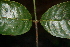  ( - BioBot00522)  @11 [ ] CreativeCommons - Attribution Non-Commercial Share-Alike (2010) Daniel H. Janzen Guanacaste Dry Forest Conservation Fund