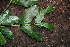  ( - BioBot00522)  @11 [ ] CreativeCommons - Attribution Non-Commercial Share-Alike (2010) Daniel H. Janzen Guanacaste Dry Forest Conservation Fund