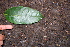 ( - BioBot00522)  @11 [ ] CreativeCommons - Attribution Non-Commercial Share-Alike (2010) Daniel H. Janzen Guanacaste Dry Forest Conservation Fund