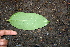  ( - BioBot00522)  @11 [ ] CreativeCommons - Attribution Non-Commercial Share-Alike (2010) Daniel H. Janzen Guanacaste Dry Forest Conservation Fund
