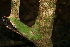  ( - BioBot00523)  @11 [ ] CreativeCommons - Attribution Non-Commercial Share-Alike (2010) Daniel H. Janzen Guanacaste Dry Forest Conservation Fund