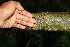  ( - BioBot00523)  @11 [ ] CreativeCommons - Attribution Non-Commercial Share-Alike (2010) Daniel H. Janzen Guanacaste Dry Forest Conservation Fund