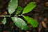  ( - BioBot00523)  @11 [ ] CreativeCommons - Attribution Non-Commercial Share-Alike (2010) Daniel H. Janzen Guanacaste Dry Forest Conservation Fund