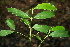  ( - BioBot00523)  @11 [ ] CreativeCommons - Attribution Non-Commercial Share-Alike (2010) Daniel H. Janzen Guanacaste Dry Forest Conservation Fund