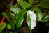  ( - BioBot00530)  @11 [ ] CreativeCommons - Attribution Non-Commercial Share-Alike (2010) Daniel H. Janzen Guanacaste Dry Forest Conservation Fund