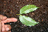  ( - BioBot00530)  @11 [ ] CreativeCommons - Attribution Non-Commercial Share-Alike (2010) Daniel H. Janzen Guanacaste Dry Forest Conservation Fund