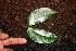  ( - BioBot00530)  @11 [ ] CreativeCommons - Attribution Non-Commercial Share-Alike (2010) Daniel H. Janzen Guanacaste Dry Forest Conservation Fund