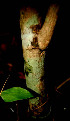  ( - BioBot00531)  @11 [ ] CreativeCommons - Attribution Non-Commercial Share-Alike (2010) Daniel H. Janzen Guanacaste Dry Forest Conservation Fund