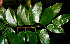  ( - BioBot00531)  @11 [ ] CreativeCommons - Attribution Non-Commercial Share-Alike (2010) Daniel H. Janzen Guanacaste Dry Forest Conservation Fund