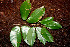  ( - BioBot00531)  @11 [ ] CreativeCommons - Attribution Non-Commercial Share-Alike (2010) Daniel H. Janzen Guanacaste Dry Forest Conservation Fund