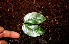  ( - BioBot00531)  @11 [ ] CreativeCommons - Attribution Non-Commercial Share-Alike (2010) Daniel H. Janzen Guanacaste Dry Forest Conservation Fund