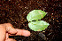  ( - BioBot00531)  @11 [ ] CreativeCommons - Attribution Non-Commercial Share-Alike (2010) Daniel H. Janzen Guanacaste Dry Forest Conservation Fund
