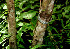 ( - BioBot00532)  @11 [ ] CreativeCommons - Attribution Non-Commercial Share-Alike (2010) Daniel H. Janzen Guanacaste Dry Forest Conservation Fund
