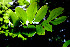  ( - BioBot00532)  @11 [ ] CreativeCommons - Attribution Non-Commercial Share-Alike (2010) Daniel H. Janzen Guanacaste Dry Forest Conservation Fund
