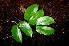  ( - BioBot00532)  @11 [ ] CreativeCommons - Attribution Non-Commercial Share-Alike (2010) Daniel H. Janzen Guanacaste Dry Forest Conservation Fund