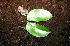  ( - BioBot00532)  @11 [ ] CreativeCommons - Attribution Non-Commercial Share-Alike (2010) Daniel H. Janzen Guanacaste Dry Forest Conservation Fund