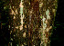  ( - BioBot00533)  @11 [ ] CreativeCommons - Attribution Non-Commercial Share-Alike (2010) Daniel H. Janzen Guanacaste Dry Forest Conservation Fund