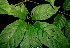  ( - BioBot00533)  @11 [ ] CreativeCommons - Attribution Non-Commercial Share-Alike (2010) Daniel H. Janzen Guanacaste Dry Forest Conservation Fund