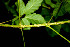  ( - BioBot00533)  @11 [ ] CreativeCommons - Attribution Non-Commercial Share-Alike (2010) Daniel H. Janzen Guanacaste Dry Forest Conservation Fund