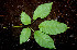  ( - BioBot00533)  @11 [ ] CreativeCommons - Attribution Non-Commercial Share-Alike (2010) Daniel H. Janzen Guanacaste Dry Forest Conservation Fund