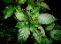  ( - BioBot00534)  @11 [ ] CreativeCommons - Attribution Non-Commercial Share-Alike (2010) Daniel H. Janzen Guanacaste Dry Forest Conservation Fund