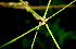  ( - BioBot00534)  @11 [ ] CreativeCommons - Attribution Non-Commercial Share-Alike (2010) Daniel H. Janzen Guanacaste Dry Forest Conservation Fund