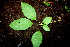  ( - BioBot00534)  @11 [ ] CreativeCommons - Attribution Non-Commercial Share-Alike (2010) Daniel H. Janzen Guanacaste Dry Forest Conservation Fund