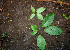 ( - BioBot00534)  @11 [ ] CreativeCommons - Attribution Non-Commercial Share-Alike (2010) Daniel H. Janzen Guanacaste Dry Forest Conservation Fund