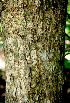  ( - BioBot00538)  @11 [ ] CreativeCommons - Attribution Non-Commercial Share-Alike (2010) Daniel H. Janzen Guanacaste Dry Forest Conservation Fund