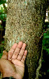  ( - BioBot00538)  @11 [ ] CreativeCommons - Attribution Non-Commercial Share-Alike (2010) Daniel H. Janzen Guanacaste Dry Forest Conservation Fund