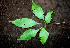  ( - BioBot00538)  @11 [ ] CreativeCommons - Attribution Non-Commercial Share-Alike (2010) Daniel H. Janzen Guanacaste Dry Forest Conservation Fund
