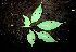  ( - BioBot00538)  @11 [ ] CreativeCommons - Attribution Non-Commercial Share-Alike (2010) Daniel H. Janzen Guanacaste Dry Forest Conservation Fund