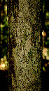  ( - BioBot00539)  @11 [ ] CreativeCommons - Attribution Non-Commercial Share-Alike (2010) Daniel H. Janzen Guanacaste Dry Forest Conservation Fund