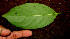 ( - BioBot00539)  @11 [ ] CreativeCommons - Attribution Non-Commercial Share-Alike (2010) Daniel H. Janzen Guanacaste Dry Forest Conservation Fund